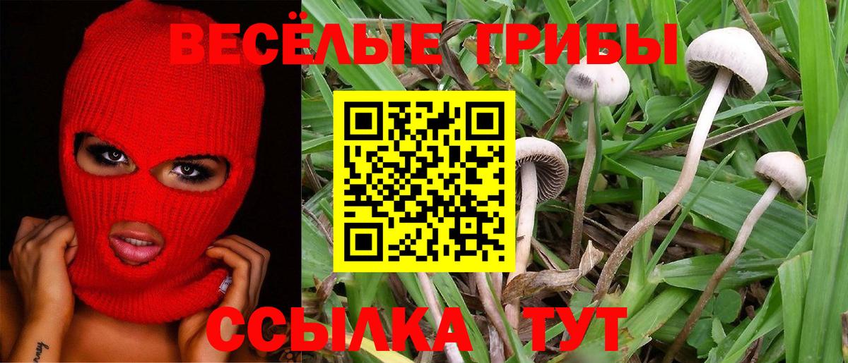 Галлюциногенные грибы GOLDEN TEACHER Новоалтайск